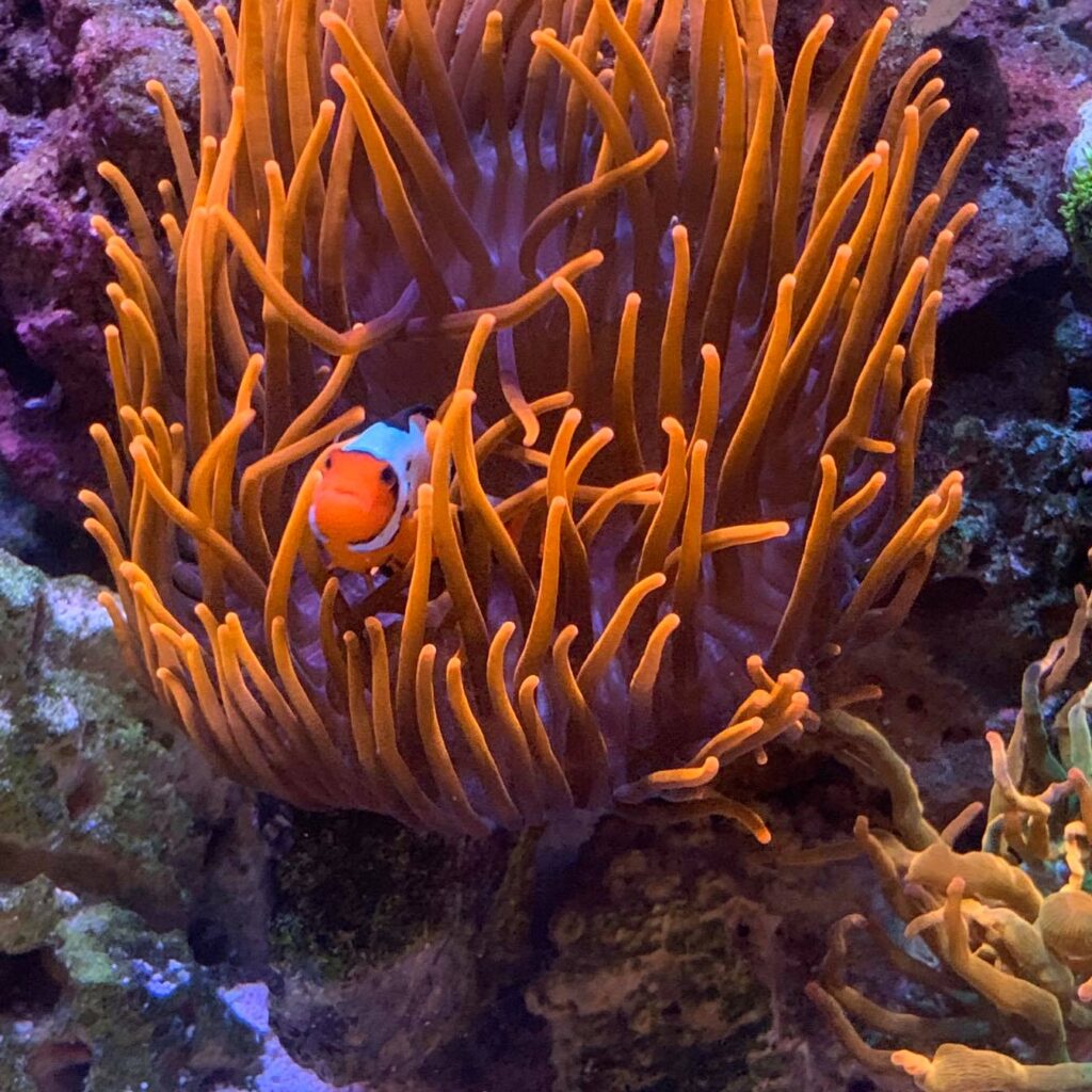 Live copepods