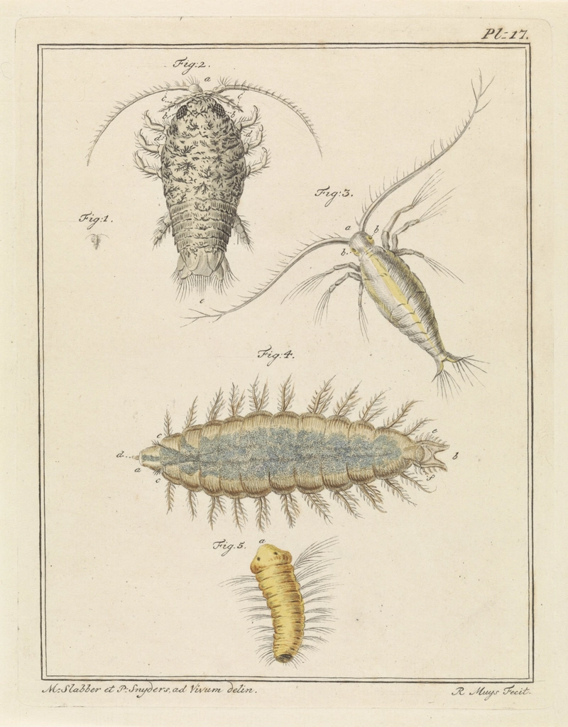 The Complete Guide to Copepod Culturing at Home: From Crashes to Success in Central Texas