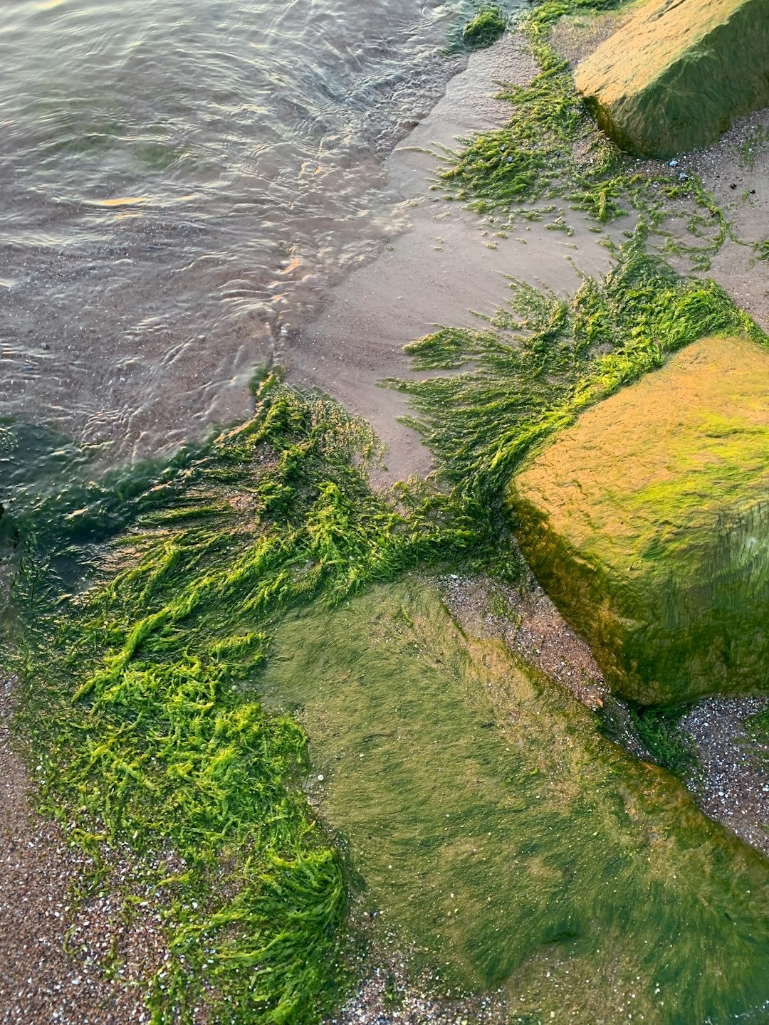 From Algae Nightmare to Reef Paradise: The Complete Green Hair Algae Solution