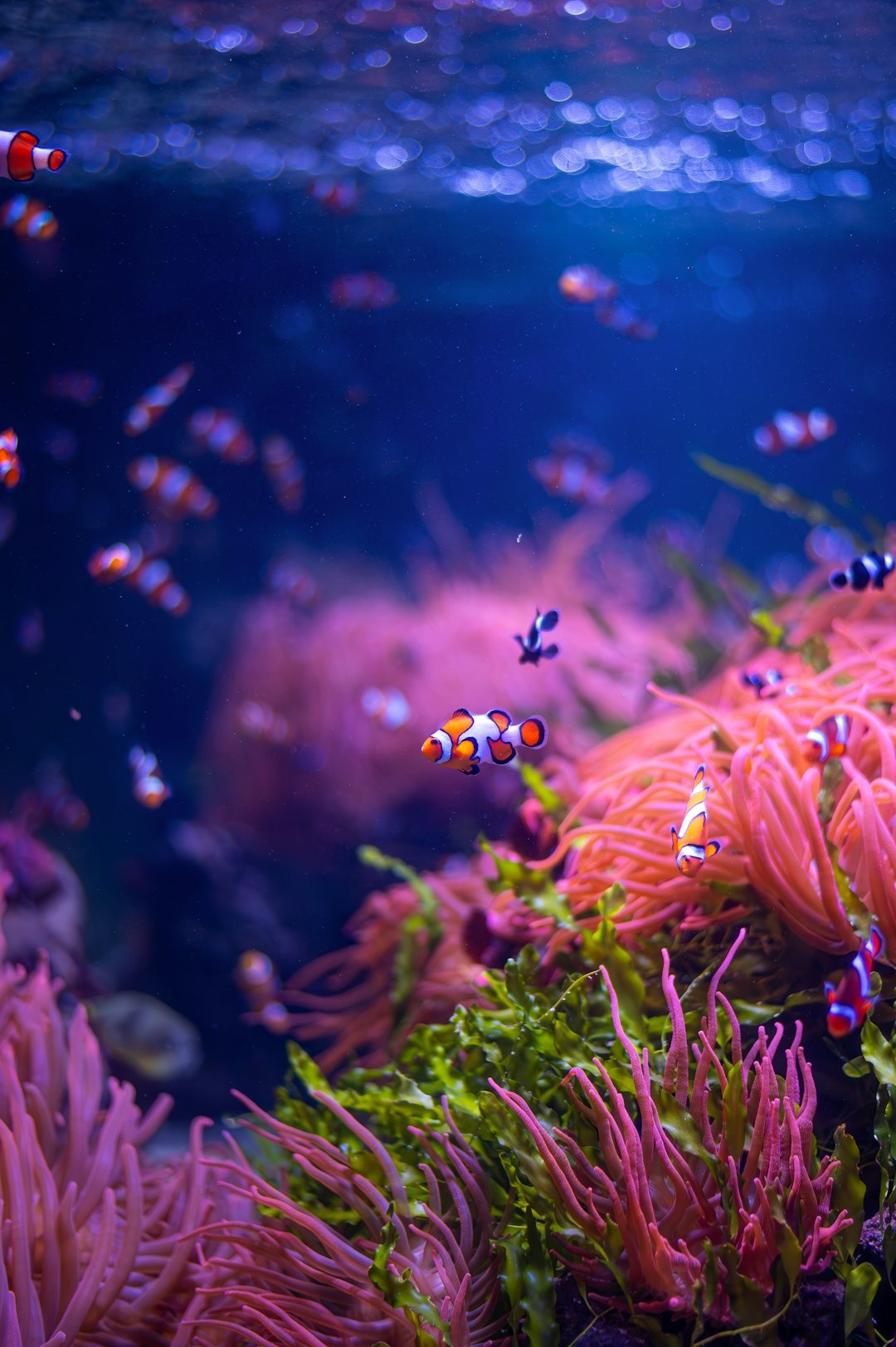 Clownfish Hatching Field Notes: What I Wish I’d Known Before My First Attempts
